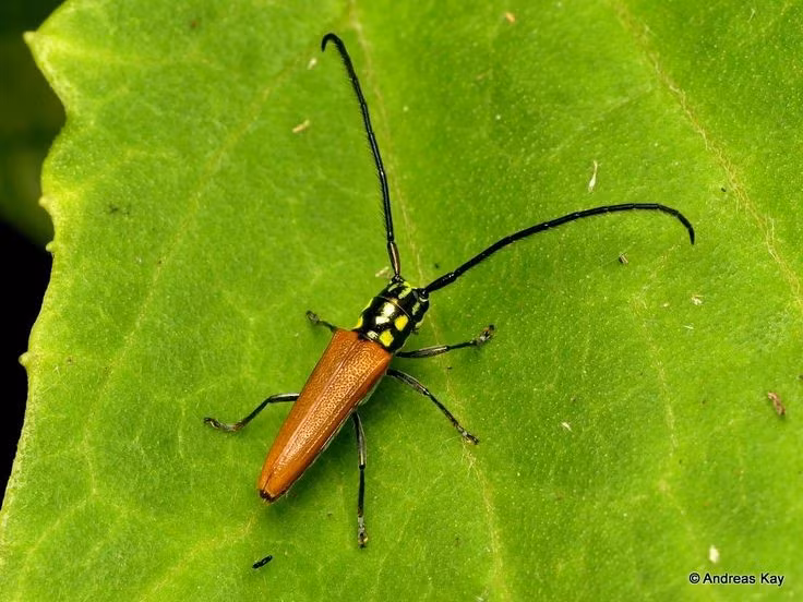  1. Có râu dài vượt trội so với phần thân. Đặc điểm nổi bật của bọ xén tóc là đôi râu dài, đôi khi dài gấp 2–3 lần cơ thể, giúp chúng cảm nhận môi trường và giao tiếp với bạn tình. Ảnh: Pinterest.