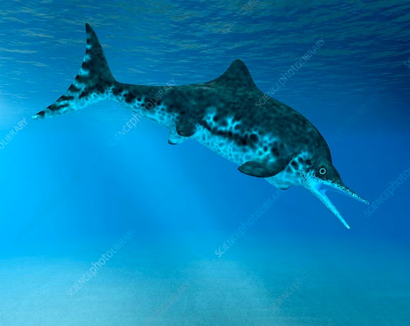  Não phát triển khá cao. Cấu trúc hộp sọ cho thấy chúng có khả năng xử lý cảm giác và di chuyển tinh vi. Ảnh: sciencephoto.com.