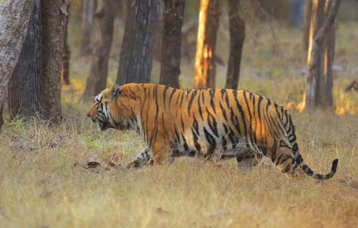  Vai trò then chốt trong bảo tồn hổ Bengal. Với mật độ hổ hoang dã cao hàng đầu thế giới, Kaziranga là khu bảo tồn hổ trọng điểm của Ấn Độ, phản ánh hiệu quả các chính sách bảo vệ nghiêm ngặt. Ảnh: Pinterest.