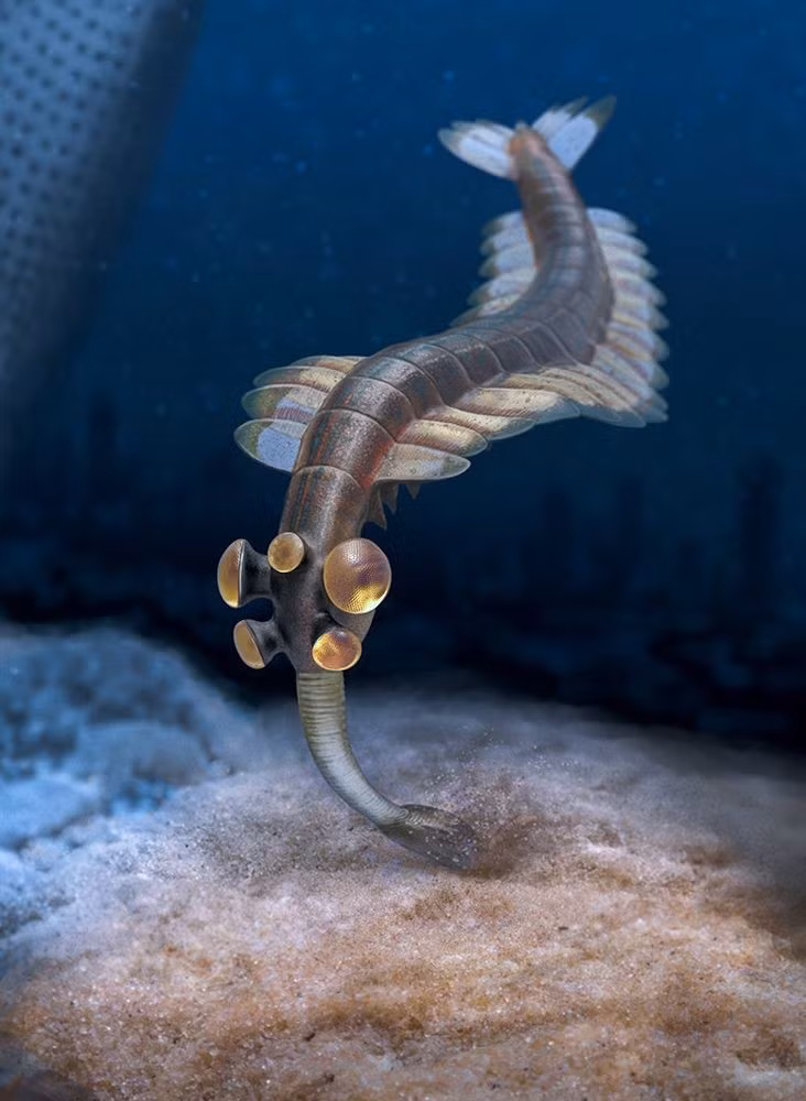  3. Sống cách đây hơn 500 triệu năm. Opabinia từng sống trong đại dương nông vào kỷ Cambri (khoảng 505 triệu năm trước), được tìm thấy trong hệ tầng Burgess Shale ở Canada. Ảnh: Pinterest.