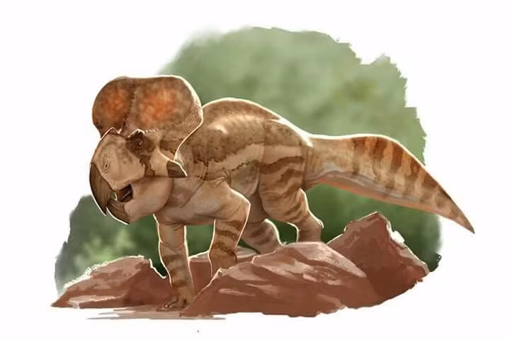 1. Tồn tại khoảng 75 triệu năm trước. Protoceratops sống vào cuối kỷ Phấn Trắng, được tìm thấy chủ yếu tại khu vực Mông Cổ ngày nay. Ảnh: Pinterest.