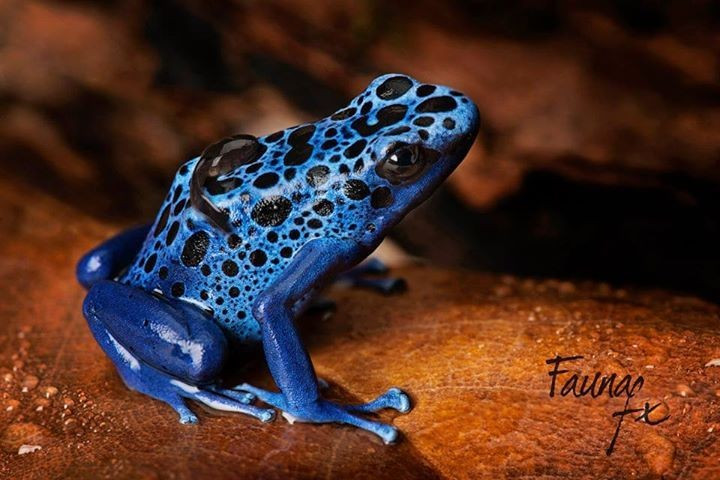  Sống chủ yếu trên mặt đất rừng mưa. Không giống nhiều loài ếch khác, ếch độc nhuộm hoạt động ban ngày và thường di chuyển trên nền rừng ẩm thấp. Ảnh: Pinterest.