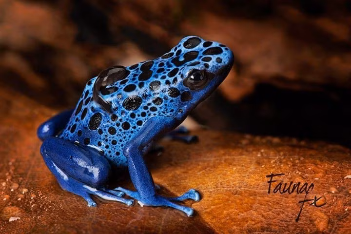  Sống chủ yếu trên mặt đất rừng mưa. Không giống nhiều loài ếch khác, ếch độc nhuộm hoạt động ban ngày và thường di chuyển trên nền rừng ẩm thấp. Ảnh: Pinterest.