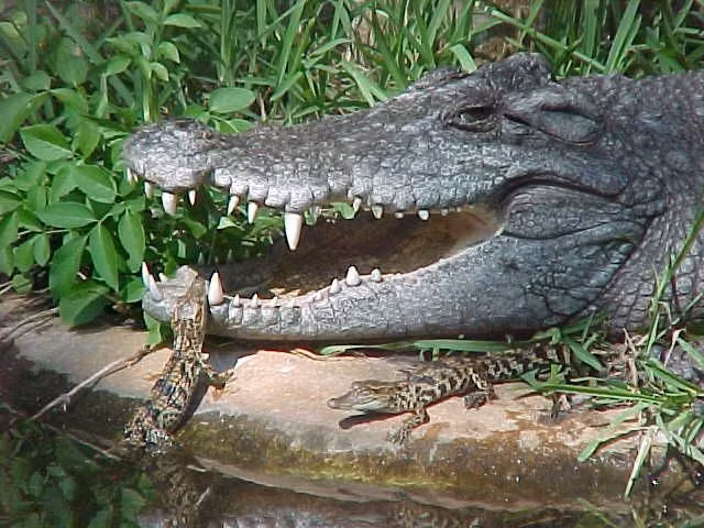  5. Sinh sản bằng cách đắp ổ trên bờ. Vào mùa sinh sản, cá sấu cái sẽ đắp ổ bằng lá mục và đất ven bờ, mỗi lứa đẻ từ 20–50 trứng, và bảo vệ tổ rất tích cực cho đến khi trứng nở. Ảnh: Pinterest.