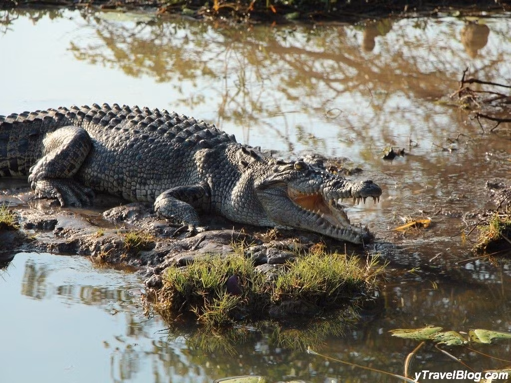  Là nơi sinh sống của cá sấu nước mặn lớn nhất thế giới. Hơn 10.000 cá thể của loài bò sát này được ghi nhận, khiến Kakadu trở thành “vương quốc cá sấu” thực sự. Ảnh: Pinterest.