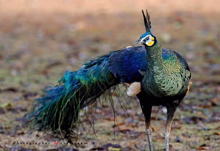  1. Là loài chim bản địa của Đông Nam Á. Công xanh phân bố chủ yếu tại Myanmar, Thái Lan, Lào, Campuchia, Việt Nam và đảo Java của Indonesia, nơi chúng sinh sống trong các khu rừng rậm nhiệt đới. Ảnh: Pinterest.