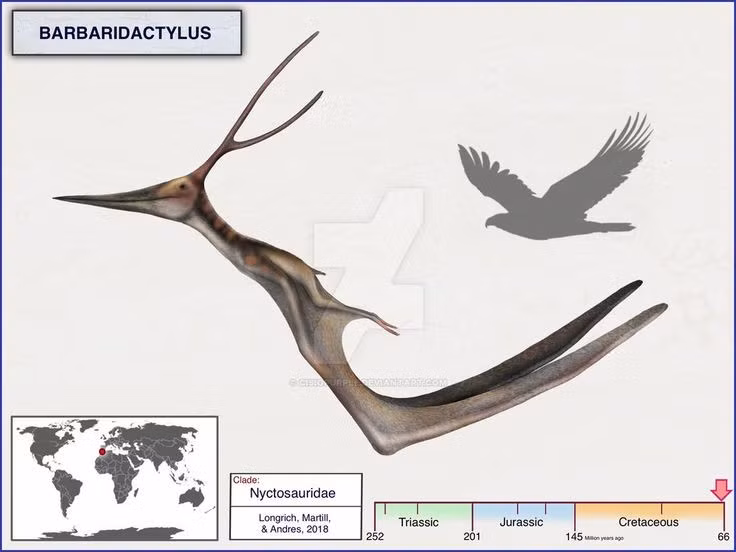  Ăn cá và sinh vật biển. Chúng sải cánh lướt trên mặt nước để kiếm mồi. Ảnh: Pinterest.