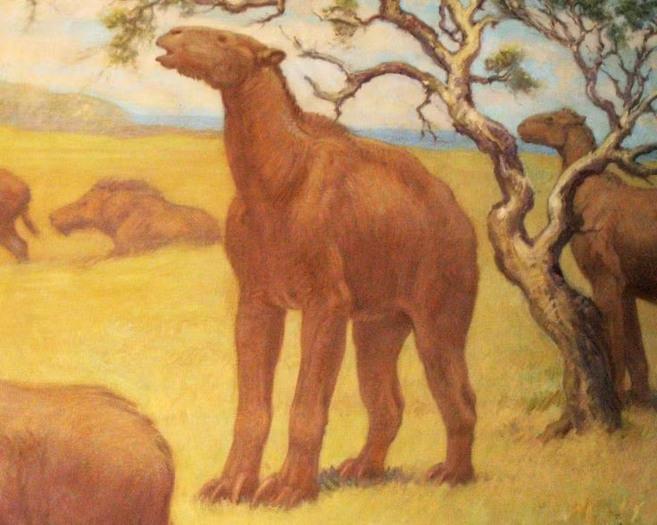  7. Sống cách chúng ta hàng triệu năm trước. Chalicotherium từng lang thang trên các thảo nguyên, rừng thưa của châu Âu và châu Á khoảng 15–3 triệu năm trước. Ảnh: Pinterest.