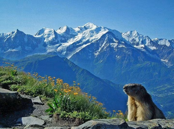  5. Có hệ sinh thái đa dạng và nhiều loài đặc hữu. Từ cây cối dưới chân núi đến tuyết vĩnh cửu trên đỉnh cao, Alps là nơi cư trú của loài dê núi Ibex, chồn marmot và nhiều loài chim quý hiếm. Ảnh: Pinterest.