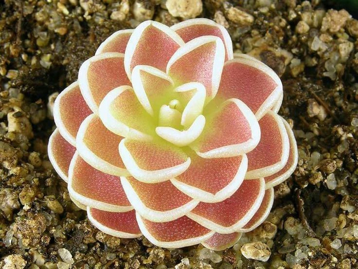  Tên gọi “bẫy mỡ” bắt nguồn từ cảm giác trơn nhờn. Bề mặt lá cây bẫy mỡ khi chạm vào sẽ có cảm giác mềm và nhờn như mỡ, do tuyến tiết dịch dính để bắt mồi. Ảnh: Pinterest.