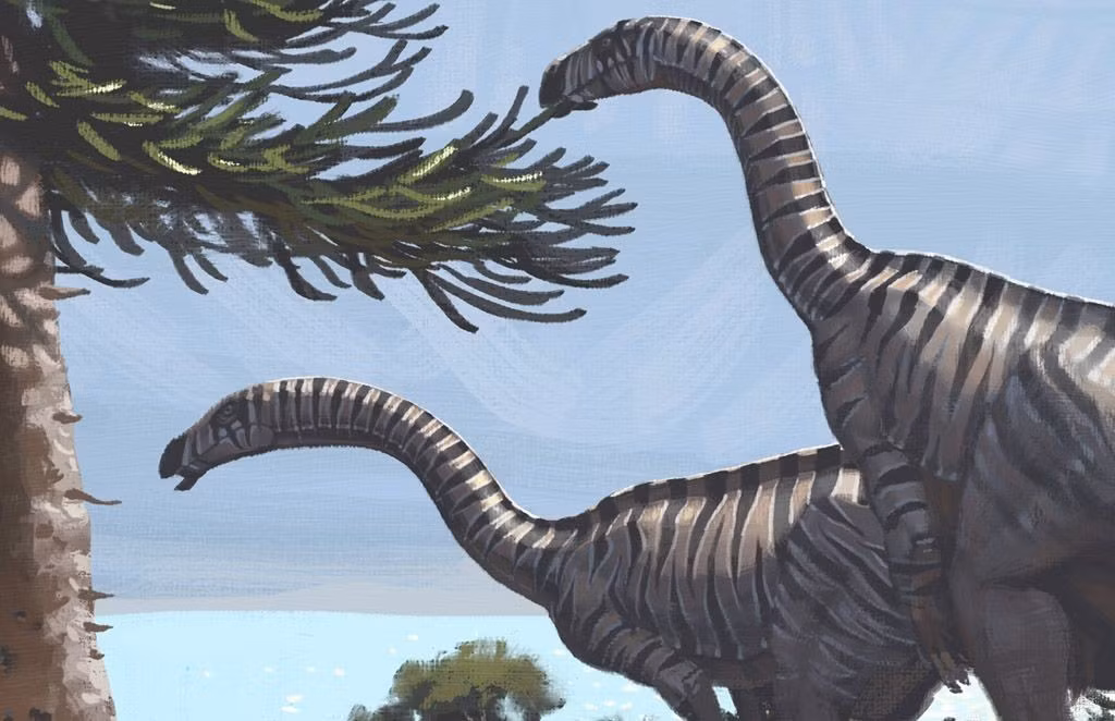  Răng thích hợp cho việc ăn thực vật cứng. Cấu trúc răng cưa giúp chúng nghiền nát lá và thân cây già. Ảnh: Pinterest.