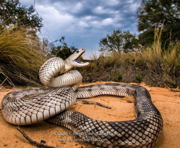  Nổi tiếng với màn “diễn kịch” khi bị đe dọa. Khi cảm thấy nguy hiểm, rắn thông phồng cổ, cuộn thân, rít lớn và đập đuôi xuống đất để giả tiếng lục lạc. Hành vi này giúp nó xua đuổi kẻ thù dù không có khả năng gây độc. Ảnh: Pinterest.