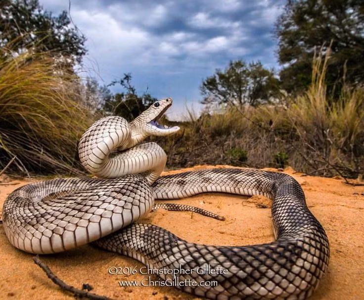  Nổi tiếng với màn “diễn kịch” khi bị đe dọa. Khi cảm thấy nguy hiểm, rắn thông phồng cổ, cuộn thân, rít lớn và đập đuôi xuống đất để giả tiếng lục lạc. Hành vi này giúp nó xua đuổi kẻ thù dù không có khả năng gây độc. Ảnh: Pinterest.
