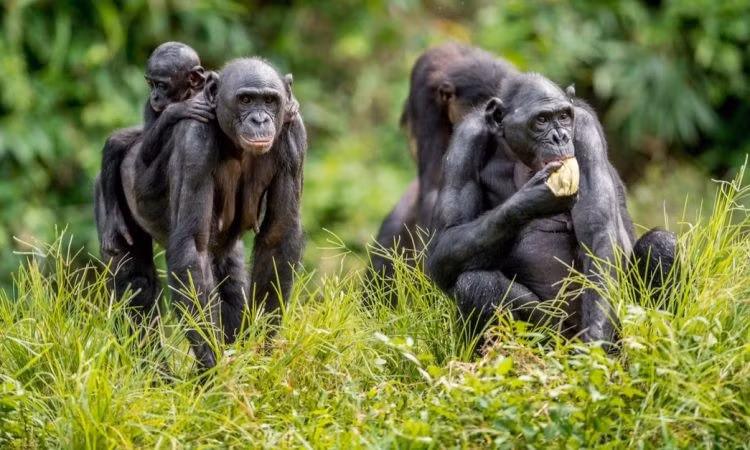  Ngôi nhà của tinh tinh Bonobo.Tinh tinh Bonobo là cư dân nổi bật của vườn quốc gia này. Đây là loài linh trưởng chỉ sống ở Congo và là họ hàng gần nhất với con người. Ảnh: ugandarwandagorillatours.com.