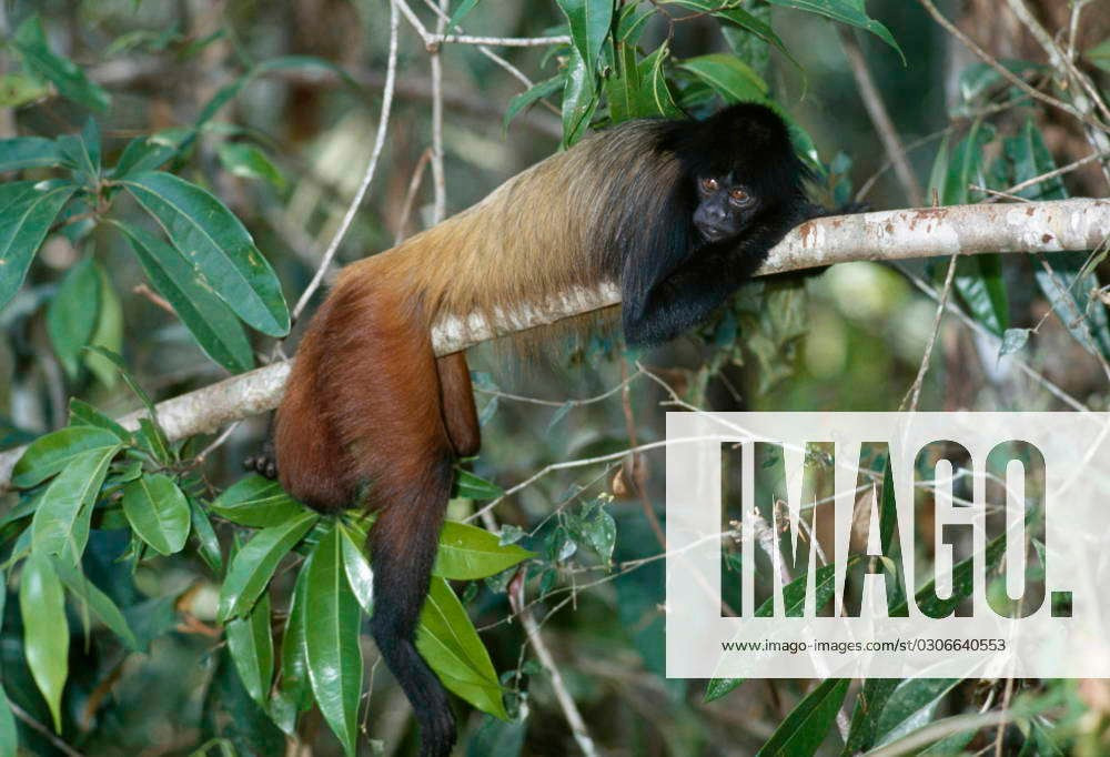  Màu da mặt phản ánh sức khỏe. Màu da mặt sẫm và rõ nét được cho là dấu hiệu của sức khỏe tốt, đóng vai trò quan trọng trong giao tiếp xã hội và lựa chọn bạn tình. Ảnh: imago-images.de.