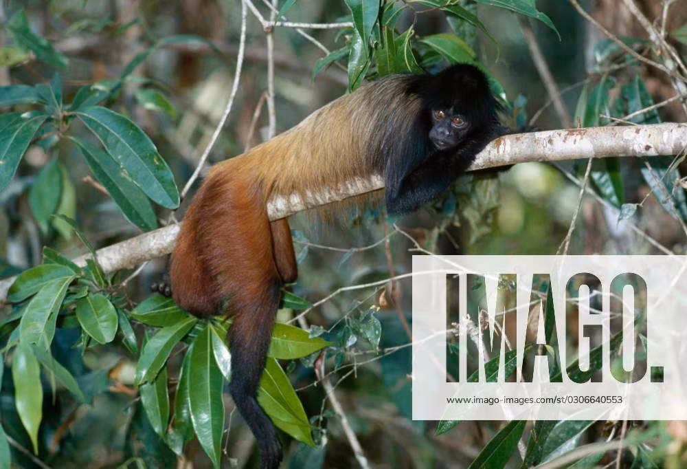  Màu da mặt phản ánh sức khỏe. Màu da mặt sẫm và rõ nét được cho là dấu hiệu của sức khỏe tốt, đóng vai trò quan trọng trong giao tiếp xã hội và lựa chọn bạn tình. Ảnh: imago-images.de.