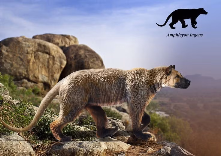  2. Biệt danh “chó gấu”. Chúng được gọi như vậy vì mang hình thái lai giữa chó và gấu, với thân hình to khỏe và mõm dài. Ảnh: Pinterest.