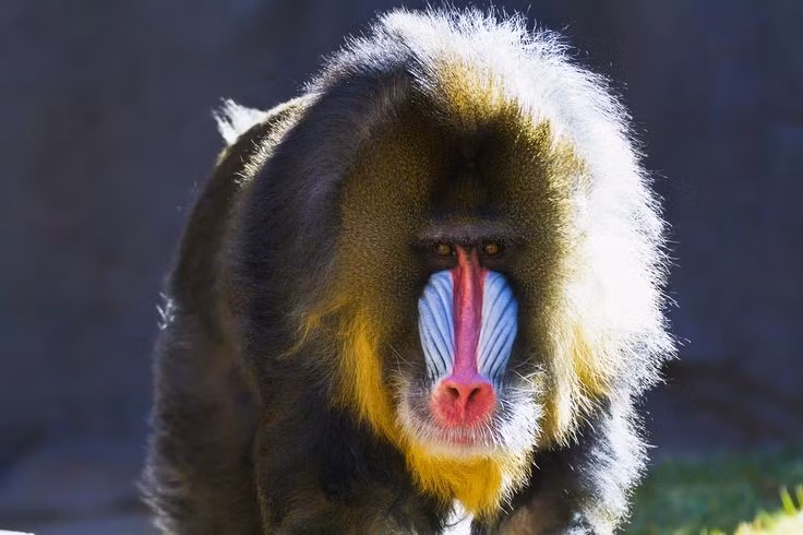  Là loài khỉ có khuôn mặt sặc sỡ bậc nhất thế giới. Khỉ mặt chó nổi bật với mũi đỏ, xanh lam cùng các rãnh màu đối xứng, đặc biệt rực rỡ ở con đực trưởng thành, giúp chúng thể hiện địa vị và sức mạnh. Ảnh: Pinterest.