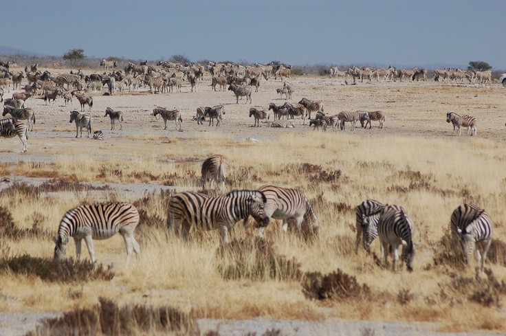  Là nơi sinh sống của hơn 100 loài thú. Sư tử, voi châu Phi, tê giác đen và nhiều loài ăn cỏ cùng tồn tại ở đây. Ảnh: Pinterest.