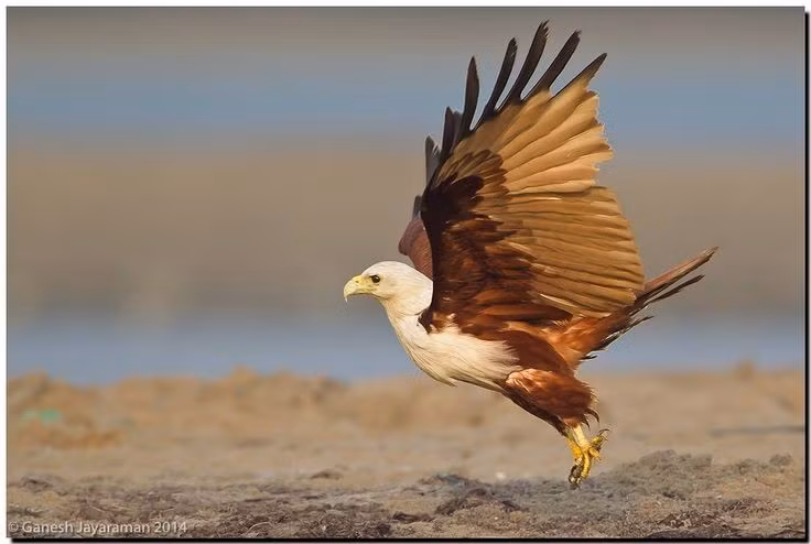  Được xem là “chim thiêng” trong nhiều nền văn hóa. Tại Ấn Độ, Indonesia và một số vùng Đông Nam Á, diều lửa gắn với truyền thuyết, biểu tượng bảo hộ và thường xuất hiện trong nghệ thuật dân gian. Ảnh: Pinterest.