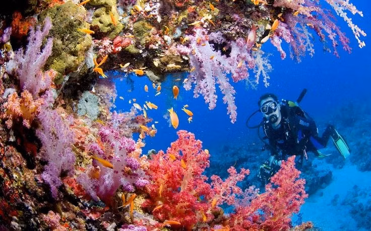  Địa điểm lặn biển mơ ước của thợ lặn toàn cầu. Nhờ làn nước trong vắt, tầm nhìn xa và hệ sinh thái phong phú, Tubbataha thường xuyên được xếp hạng đưa vào danh sách những điểm lặn đẹp nhất thế giới. Ảnh: Pinterest.