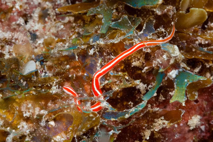  Kích thước biến đổi từ rất nhỏ đến cực dài. Đa số giun vòi chỉ dài vài centimet, nhưng có loài như Lineus longissimus có thể dài tới hơn 30 mét khi duỗi thẳng, được xem là một trong những động vật dài nhất thế giới. Ảnh: bonairereef.com.