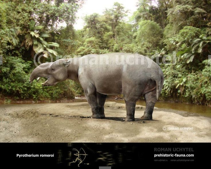  Phân bố chủ yếu ở Bắc Phi cổ đại. Hóa thạch Palaeomastodon được tìm thấy nhiều tại Ai Cập và các khu vực Bắc Phi, nơi từng là vùng đầm lầy và rừng rậm xanh tốt. Môi trường này rất phù hợp cho các loài thú lớn ăn thực vật phát triển mạnh mẽ. Ảnh: Pinterest.