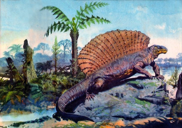  Không phải khủng long như nhiều người lầm tưởng. Edaphosaurus thuộc nhóm synapsid cổ đại, có quan hệ tiến hóa xa với động vật có vú hơn là với khủng long. Ảnh: Pinterest.