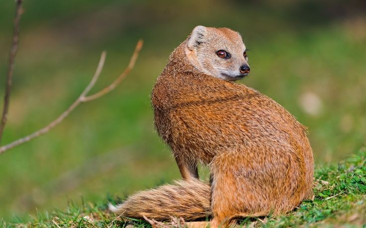  Khả năng đối đầu với rắn độc. Cầy lỏn nổi tiếng nhờ khả năng chiến đấu và hạ gục rắn độc, kể cả những loài cực kỳ nguy hiểm như hổ mang. Chúng sở hữu phản xạ né đòn rất nhanh và một mức độ kháng nọc nhất định, giúp tăng cơ hội sống sót khi bị cắn. Ảnh: Pinterest.