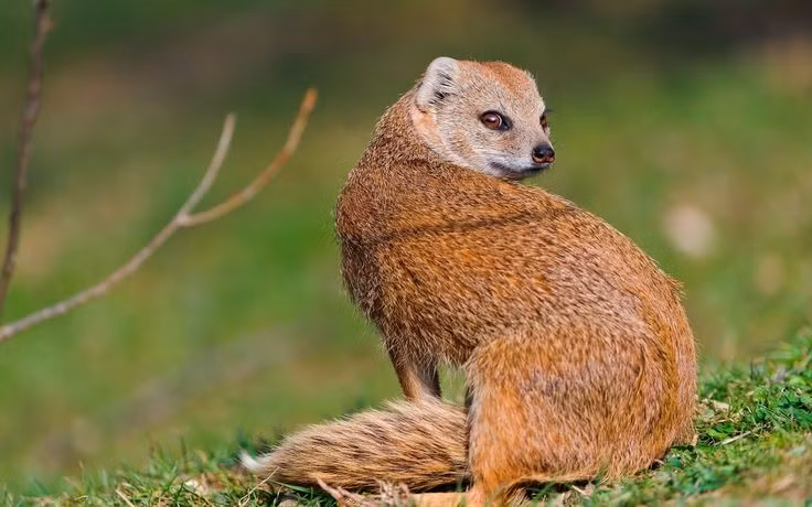  Khả năng đối đầu với rắn độc. Cầy lỏn nổi tiếng nhờ khả năng chiến đấu và hạ gục rắn độc, kể cả những loài cực kỳ nguy hiểm như hổ mang. Chúng sở hữu phản xạ né đòn rất nhanh và một mức độ kháng nọc nhất định, giúp tăng cơ hội sống sót khi bị cắn. Ảnh: Pinterest.