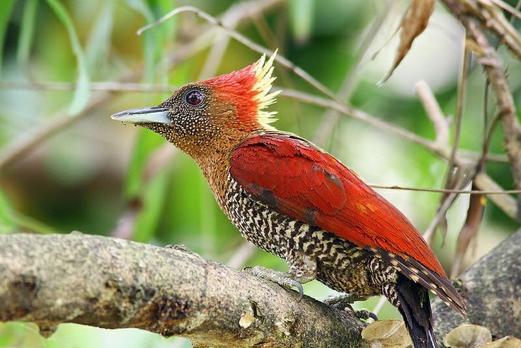  Không chỉ ăn côn trùng. Dù nổi tiếng là kẻ săn sâu bọ, nhiều loài chim gõ kiến còn ăn quả mọng, hạt, nhựa cây và thậm chí cả trứng chim khác. Chế độ ăn linh hoạt giúp chúng tồn tại trong nhiều điều kiện môi trường. Ảnh: Pinterest.