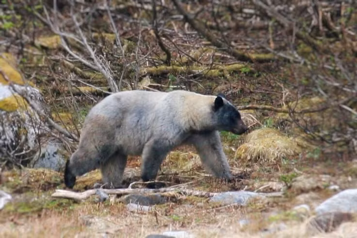  Không phải lúc nào cũng có màu đen. Dù tên gọi là gấu đen, chúng có thể mang nhiều màu lông khác nhau như nâu, quế, vàng nhạt hay thậm chí trắng kem ở một số quần thể hiếm, khiến việc nhận diện bằng màu sắc không phải lúc nào cũng chính xác. Ảnh: Pinterest.