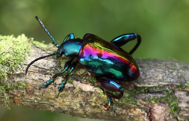  Màu ánh kim sặc sỡ có tác dụng sinh tồn. Lớp vỏ ngoài của bọ ánh kim chân ếch ánh xanh lục hoặc xanh lam kim loại lấp lánh, vừa giúp ngụy trang trong tán lá phản chiếu ánh sáng, vừa khiến kẻ săn mồi dè chừng. Ảnh: Pinterest.