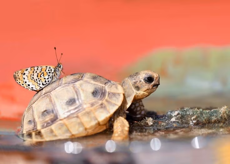  4. Thức ăn đa dạng. Rùa núi vàng ăn lá cây, cỏ, quả rụng và đôi khi cả nấm, thể hiện tập tính ăn tạp thiên về thực vật. Ảnh: Pinterest.