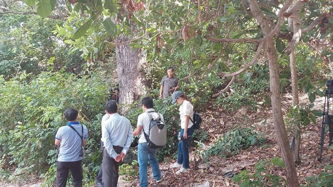 Chai lá cong có khả năng phát triển tốt trong điều kiện khí hậu khắc nghiệt, có giá trị phòng hộ cao, giúp giữ đất, chống xói mòn và góp phần tạo hệ sinh thái bền vững. Ảnh: Nhân Dân