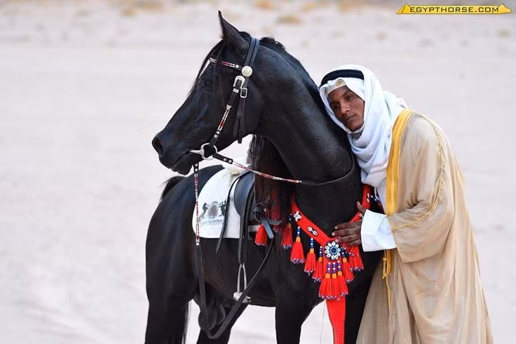  Nguồn gốc gắn liền với người Bedouin. Ngựa Ả Rập được người Bedouin nuôi dưỡng và chọn lọc nghiêm ngặt trong hàng nghìn năm, coi chúng như tài sản quý giá và thành viên trong gia đình, từ đó hình thành mối liên kết bền chặt giữa người và ngựa. Ảnh: Pinterest.