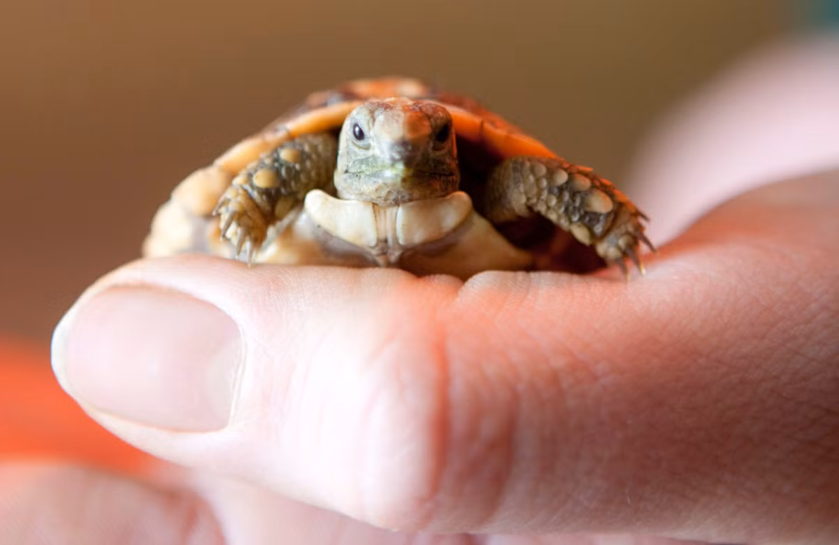  6. Sinh sản ít và khó khăn. Mỗi lần rùa cái chỉ đẻ một quả trứng, khiến tốc độ sinh sản của loài này rất chậm. Ảnh: folly-farm.co.uk.