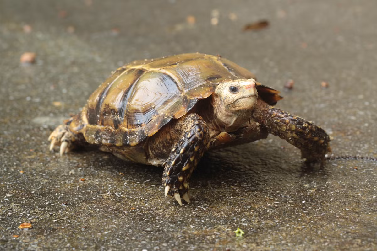  6. Khả năng leo dốc và di chuyển địa hình gồ ghề của chúng rất tốt. Nhờ chân khỏe và dáng mai thấp, rùa núi viền có thể leo qua các đoạn suối cạn, rễ cây hoặc đồi dốc một cách linh hoạt – điều không phổ biến ở nhiều loài rùa cạn khác. Ảnh: wikimedia.