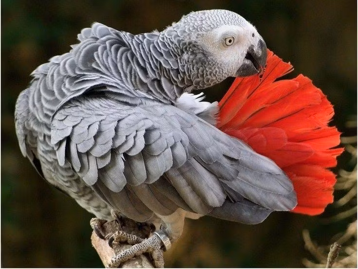  Được xem là loài chim thông minh nhất thế giới. Vẹt xám châu Phi có năng lực nhận thức ngang trẻ em 4–5 tuổi, có thể hiểu khái niệm màu sắc, hình dạng, số lượng và thậm chí suy luận đơn giản. Ảnh: Pinterest.