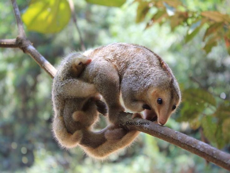  Bộ lông mềm mịn như tơ. Lớp lông dày, mượt và óng ánh giúp Cyclopes didactylus trông giống một món đồ chơi bông, đồng thời đóng vai trò ngụy trang hoàn hảo giữa các cành cây phủ rêu và lá khô trong rừng mưa nhiệt đới. Ảnh: Pinterest.