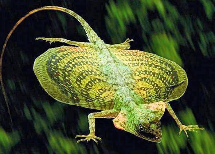  Không thực sự biết bay. Thằn lằn bay Draco không bay như chim mà chỉ có thể lượn xa nhờ màng da kéo căng giữa các xương sườn. Ảnh: Pinterest.