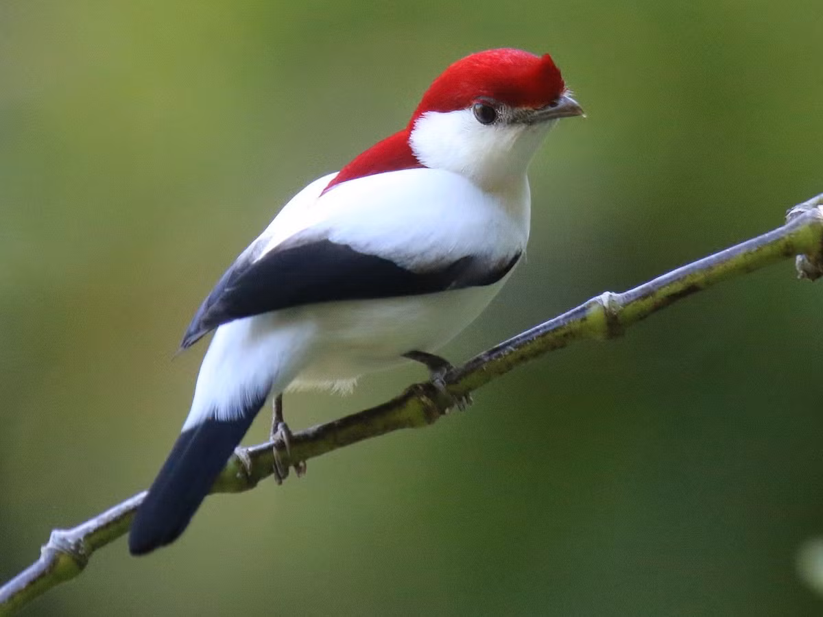  Chế độ ăn chủ yếu là trái cây và côn trùng. Loài chim này ăn quả nhỏ, đồng thời bắt côn trùng để bổ sung protein. Nhờ ăn quả, chúng đóng vai trò phát tán hạt giống, góp phần duy trì các mảng rừng ven suối vốn rất quan trọng ở khu vực khô hạn. Ảnh: Pinterest.