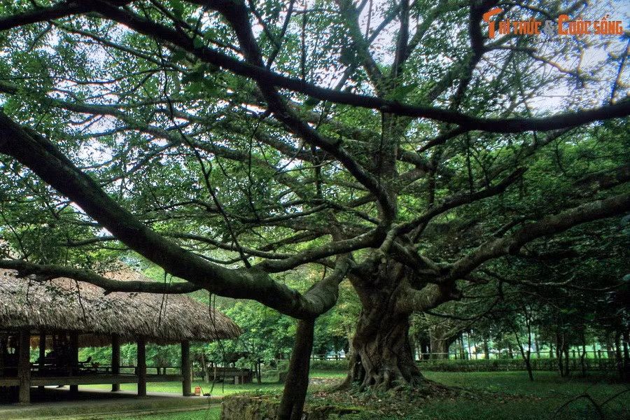 Vào thời khắc lịch sử đó, từ mái đình Tân Trào, lời kêu gọi cứu quốc được phát đi tới mọi miền, thúc giục hơn 20 triệu đồng bào cùng đứng lên tiến hành tổng khởi nghĩa dành chính quyền, đưa đất nước sang một kỷ nguyên mới, kỷ nguyên độc lập tự do và chủ nghĩa xã hội.