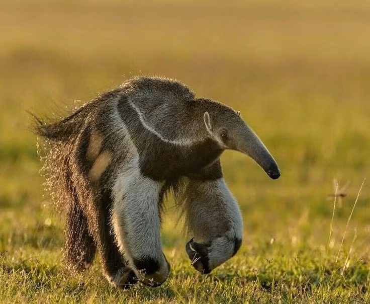  8. Loài dễ bị tổn thương. Loài này hiện được IUCN xếp vào nhóm dễ bị tổn thương do mất môi trường sống và nạn săn bắt trái phép. Ảnh: Pinterest.