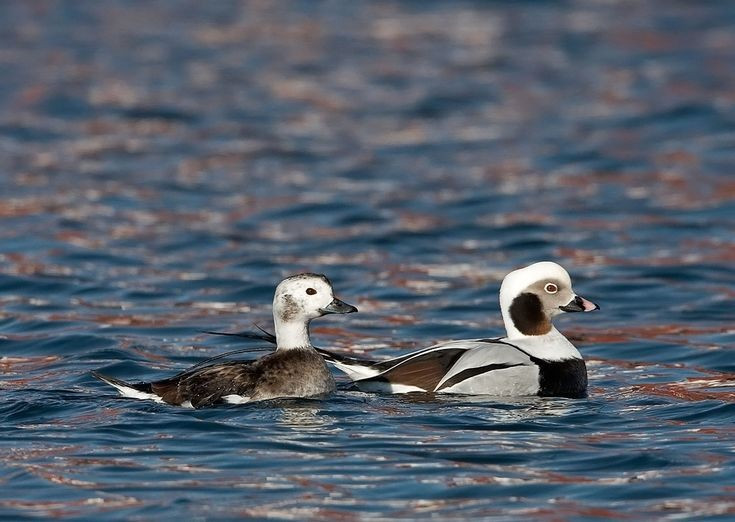  Âm thanh kêu vang đặc trưng trên biển. Tên khoa học Clangula bắt nguồn từ tiếng Latin “clangere”, nghĩa là “kêu vang”. Loài vịt này nổi tiếng với những tiếng kêu lanh lảnh, ngân dài và có thể nghe thấy từ xa trên mặt biển, đặc biệt trong mùa sinh sản khi các cặp đôi giao tiếp với nhau. Ảnh: Pinterest.