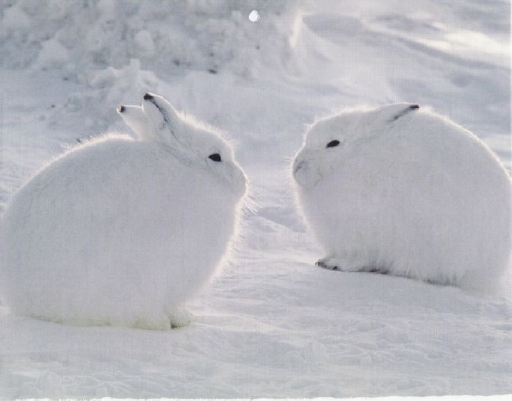  Bộ lông trắng giúp ngụy trang hoàn hảo. Thỏ Bắc Cực nổi bật với bộ lông dày màu trắng gần như tinh khiết vào mùa đông, giúp chúng hòa lẫn với tuyết và băng của vùng lãnh nguyên. Lớp lông này không chỉ giúp ngụy trang trước kẻ săn mồi như cáo Bắc Cực hay cú tuyết mà còn giữ nhiệt cực tốt trong điều kiện nhiệt độ thường xuyên dưới 0°C. Ảnh: Pinterest.