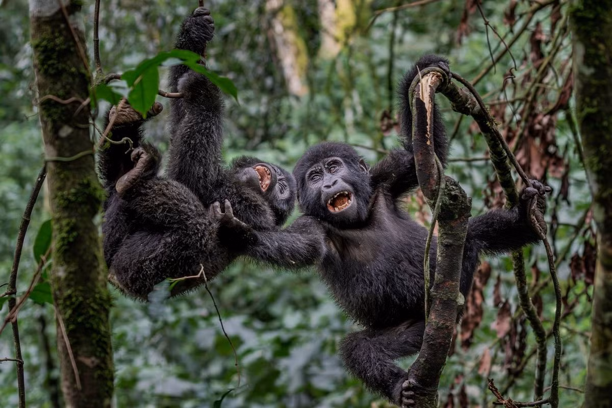 Từng bị đe dọa nghiêm trọng, khỉ đột núi hiện là loài vượn lớn duy nhất có số lượng đang tăng lên nhờ vào các nỗ lực chống săn trộm, bảo vệ môi trường sống và du lịch sinh thái có trách nhiệm ở Uganda, Rwanda và Cộng hòa Dân chủ Congo. Ảnh chụp tại rừng Bwindi Impenetrable, Uganda. Ảnh: Pedro Amaral/Remembering Wildlife.