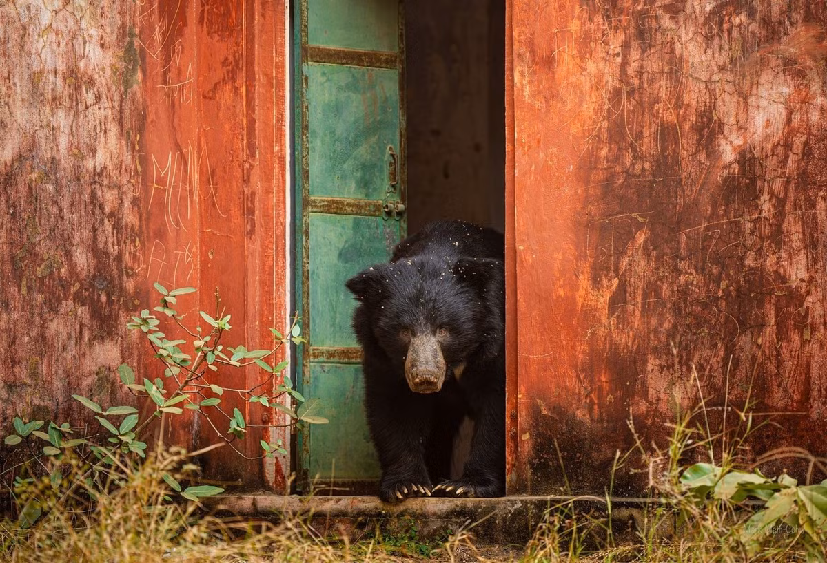 Chú gấu lười đang khám phá một tòa nhà bỏ hoang trong Khu bảo tồn hổ Ranthambore, Ấn Độ. Ảnh: Mark Meth-Cohn/Remembering Wildlife.