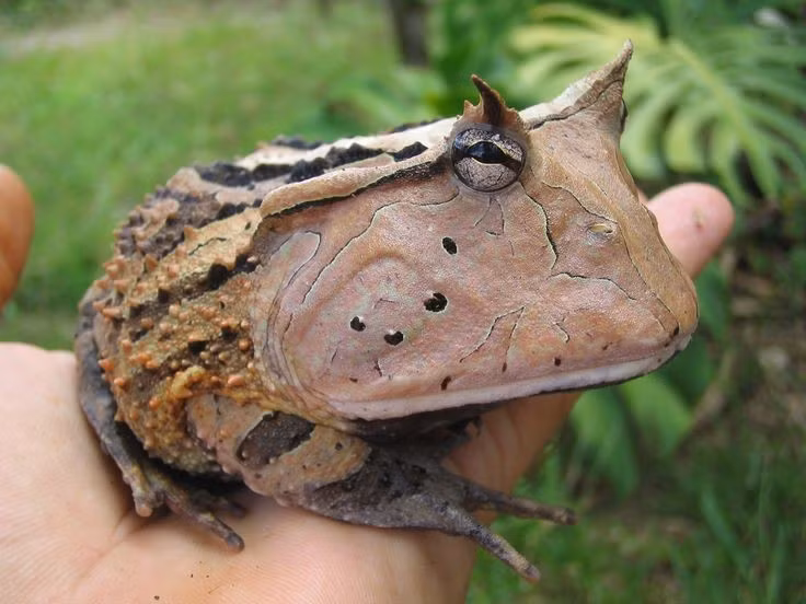  Có “cặp sừng” đặc trưng trên mắt. Ếch sừng Surinam được đặt tên nhờ hai phần da nhô lên phía trên mắt trông giống như sừng nhỏ. Những cấu trúc này thực chất là các nếp da kéo dài, giúp phá vỡ đường viền cơ thể và hỗ trợ loài ếch ngụy trang tốt hơn giữa lá khô và thảm thực vật trên nền rừng. Ảnh: Pinterest.
