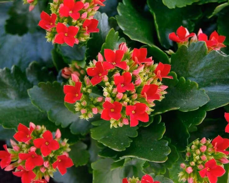  Được dùng phổ biến trong y học dân gian. Lá thuốc bỏng thường được giã nát để đắp ngoài da trong các trường hợp bỏng nhẹ, mụn nhọt hoặc vết côn trùng đốt. Ảnh: Pinterest.